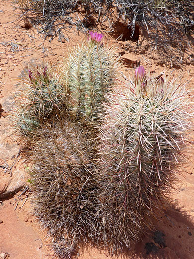 Tall stems