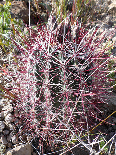 Mojave fishhook cactus, Owl Canyon, California