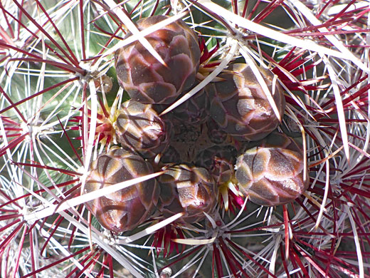 Flower buds