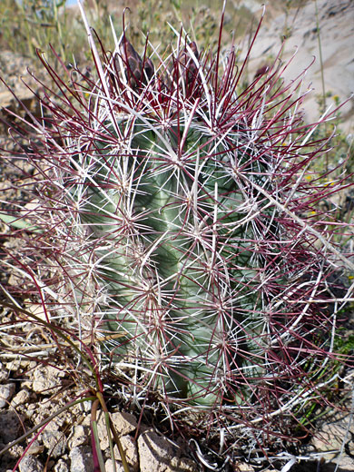 Mojave Fishhook Cactus