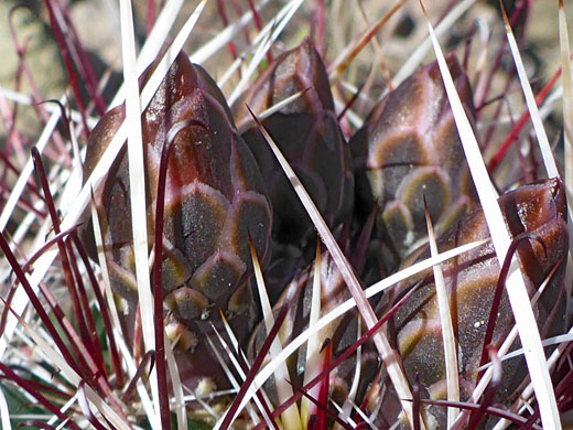 Spines and buds