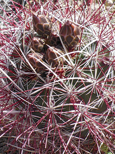 White and red spines