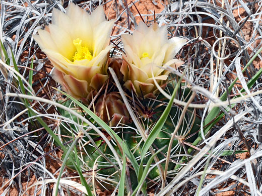 Siler fishhook cactus, sclerocactus sileri