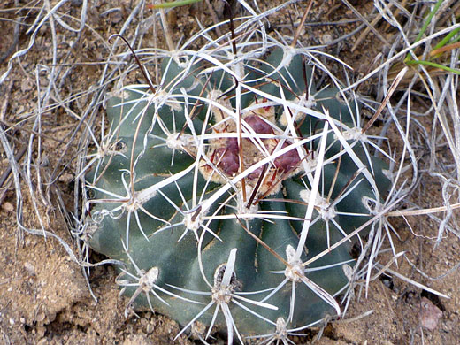Spherical stem