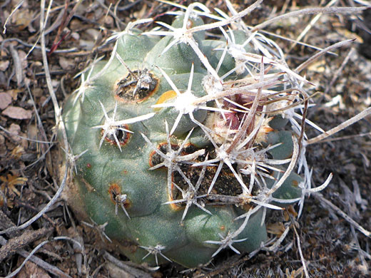 Lightly-spined stem