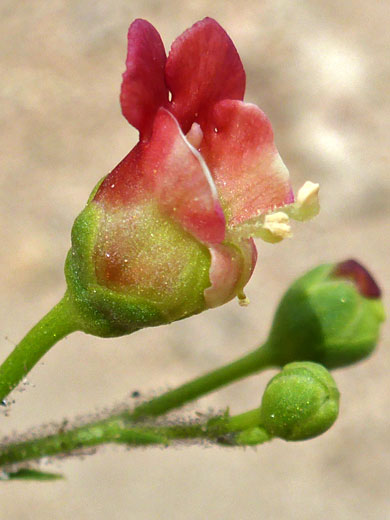 Desert Figwort; Desert figwort (scrophularia desertorum), Horseshoe Meadows Road, Sierra Nevada, California