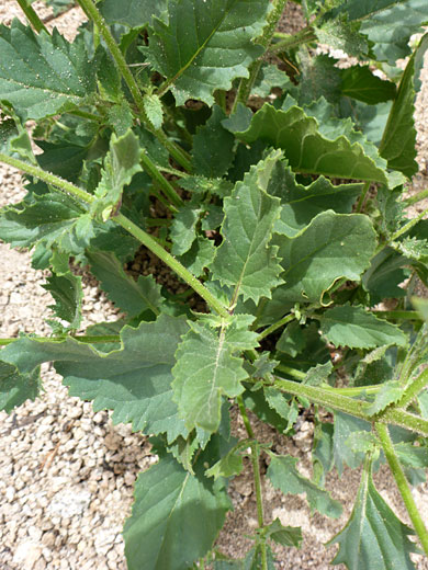 Toothed leaves