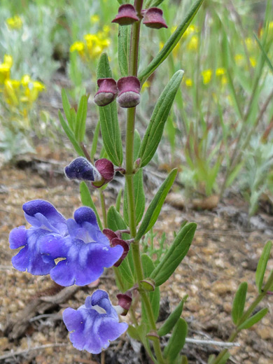 Britton's Skullcap; Scutellaria brittonii, Bell Park, Evergreen, Colorado