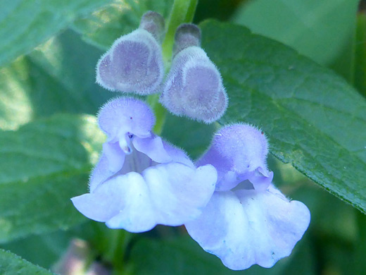 Marsh Skullcap; Hairy, pale blue flowers of scutellaria galericulata, along the Two Ocean Lake Trail, Grand Teton National Park, Wyoming