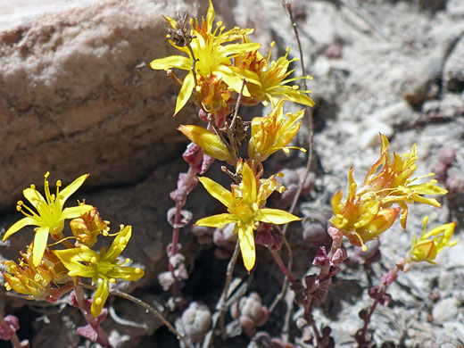 Yellow flowers