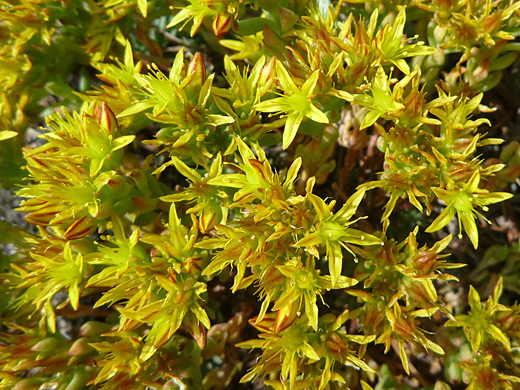 Yellow Stonecrop; Sedum lanceolatum along the Fern Lake Trail in Rocky Mountain National Park, Colorado