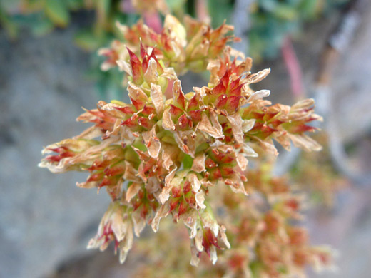 Cream Stonecrop; Sedum oregonense along the Garfield Peak Trail, Crater Lake National Park, Oregon