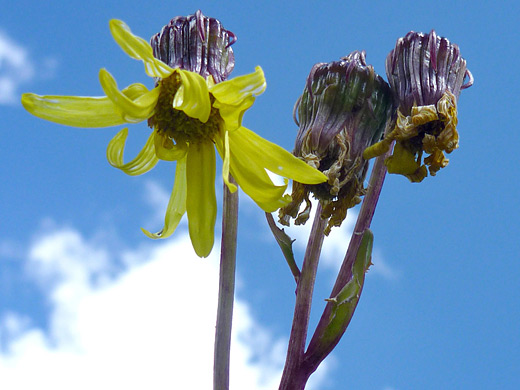 Showy Alpine Ragwort; Ssenecio amplectens var holmii along the Ice Lake Trail, San Juan Mountains, Colorado