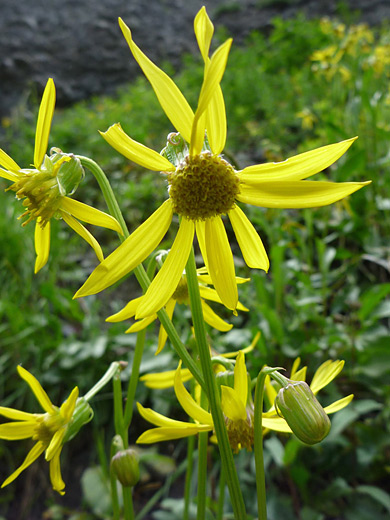 Showy Alpine Ragwort; Senecio amplectens along the Sneffels Highline Trail, San Juan Mountains, Colorado