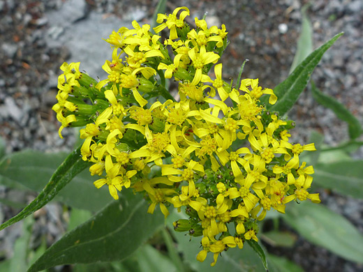 Tall Blacktip Ragwort; Senecio atratus (tall blacktip ragwort), along the Sneffels Highline Trail in the San Juan Mountains, Colorado