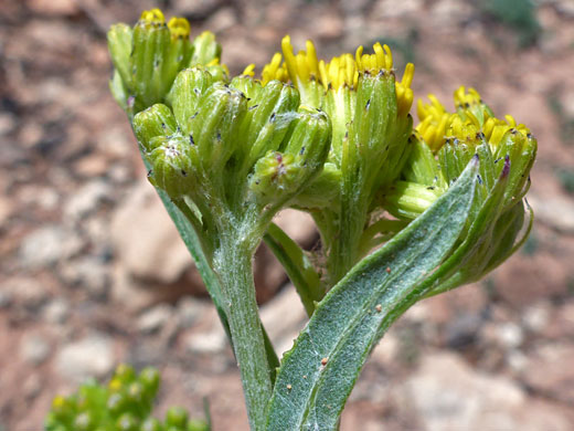 Developing inflorescence