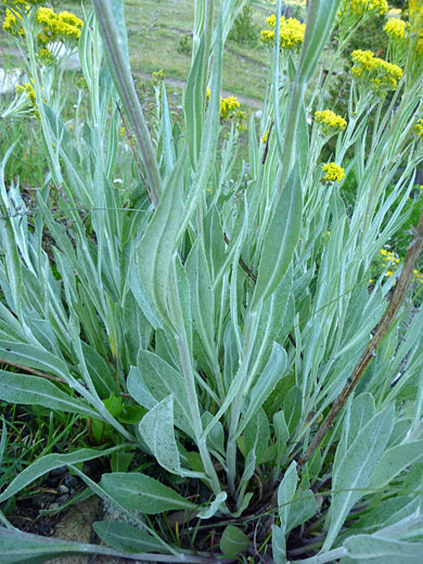 Upwards-pointing leaves