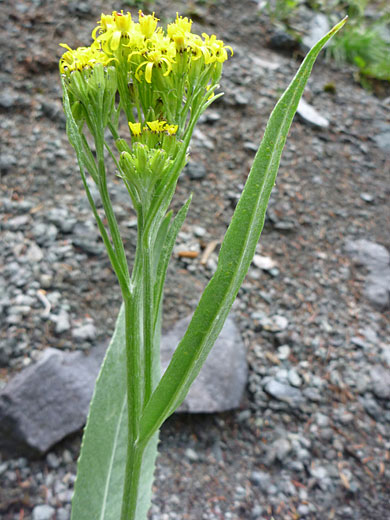 Tall Blacktip Ragwort