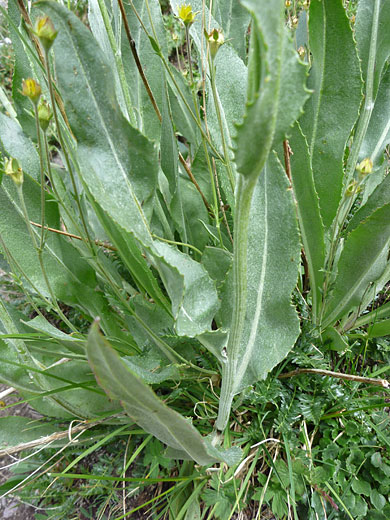 Grey-green leaves