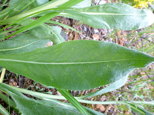 Toothed leaf