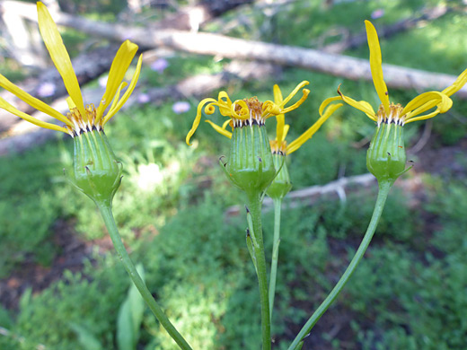 Thick Leaf Ragwort; Green phyllaries and yellow rays of senecio crassulus - Titcomb Basin Trail, Wind River Range, Wyoming