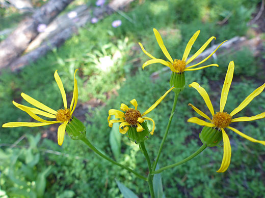 Four flowerheads