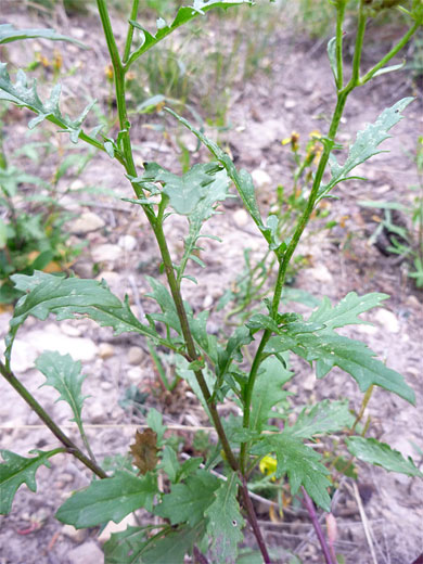 Cutleaf Groundsel