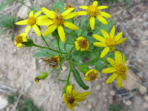 Flowers starting to wither