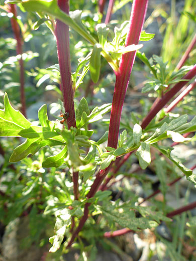 Purple stems