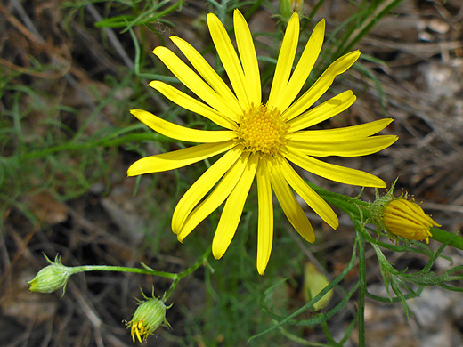 Threadleaf Ragwort; Senecio flaccidus var monoensis, in Aravaipa Canyon, Arizona