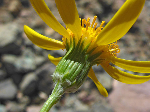 Linear phyllaries