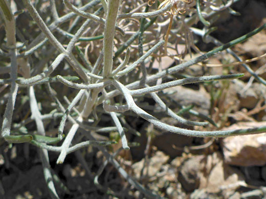 Divided, hairy leaves; var flaccidus