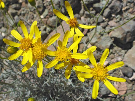 Group of flowerheads