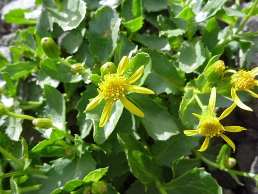Dwarf Mountain Ragwort