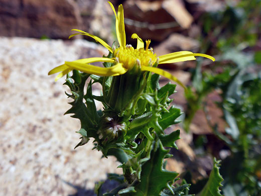 Upper stem leaves