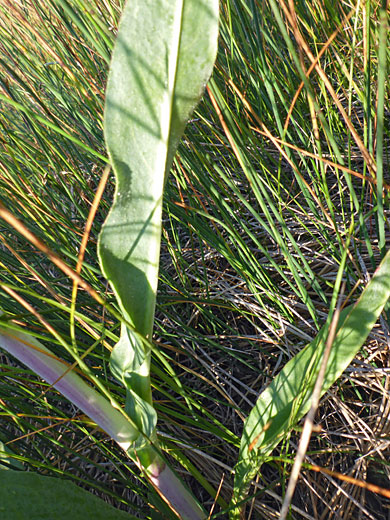 Stem and leaves