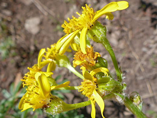 Tall Western Groundsel; Tall western groundsel (senecio integerrimus var exaltatus), South Mountain, La Sal Mountains, Colorado