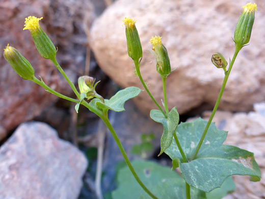 Mojave Ragwort; Linear green phyllaries, and short bractlets; senecio mohavensis, Titus Canyon, Death Valley National Park, California