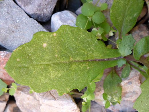 Mojave Ragwort