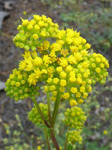 Openwoods Ragwort; Senecio rapifolius along the Gem Lake Trail, Rocky Mountain National Park, Colorado