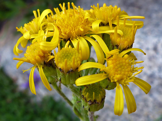 Sierra Ragwort; Senecio scorzonella, Cottonwood Lakes Trail, Sierra Nevada, California