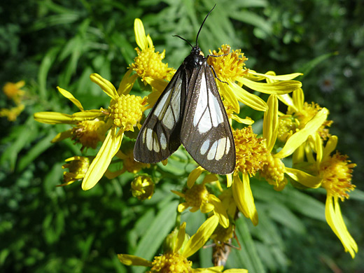 Tall Ragwort; Police-car moth on a flower of senecio serra; along the Sneffels Highline Trail in the San Juan Mountains, Colorado