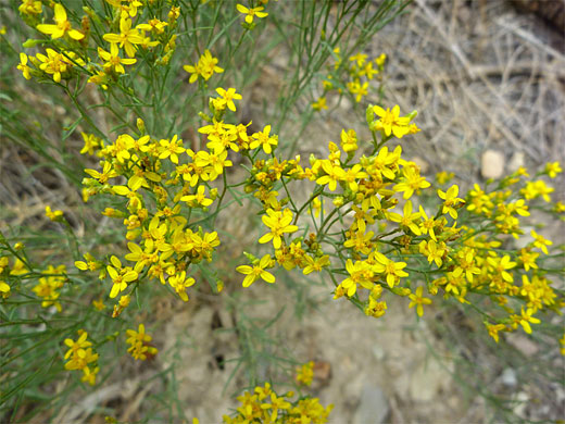 Broom-Like Ragwort