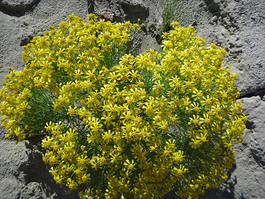 Many flowers