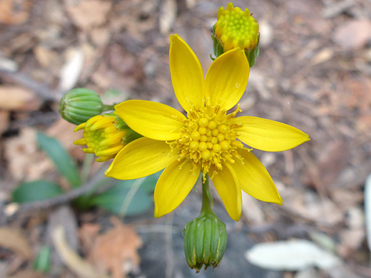 Wooton's Ragwort ; Yellow flowerhead of senecio wootonii, Ramsey Canyon, Arizona