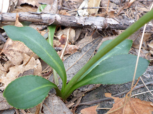 Basal leaves