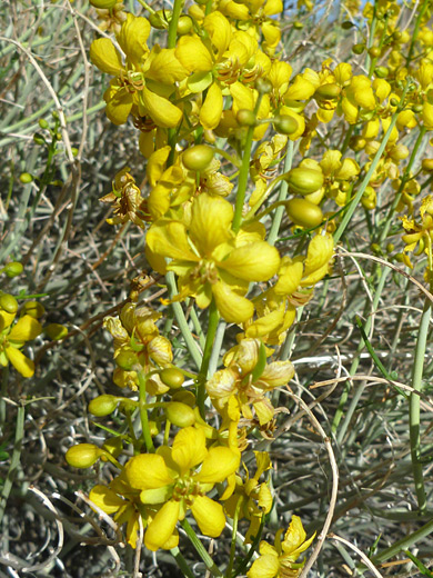 Spiny Senna; Yellow flowers of senna armata, near Golden Bell Mine, Joshua Tree National Park, California