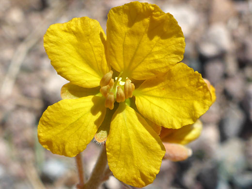 Desert Senna; Senna covesii, Painted Rock Petroglyph Site, Arizona