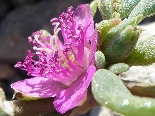 Western Sea-Purslane; Pink flower and green leaves; sesuvium verrucosum, Ash Meadows National Wildlife Refuge, Nevada