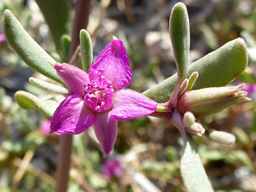 Withering flower